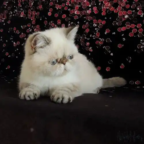 Aura femelle Exotic-Shorthair colourpoint seal tabby point