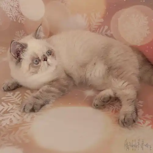 Bad lover exotic-shorthair colourpoint seal tabby point