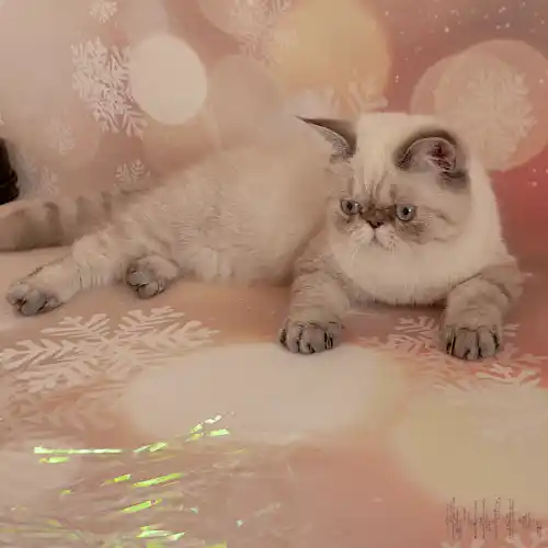 Bella belina femelle exotic-shorthair colourpoint seal tabby point aux yeux bleus