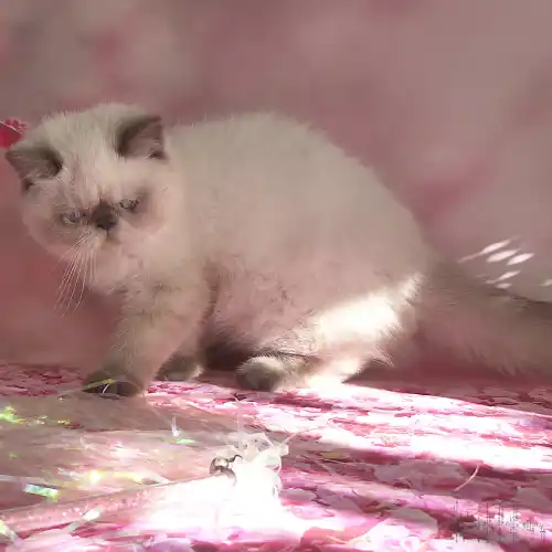 chaton colourpoint seal point