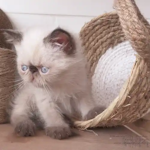 Présente notre étalon chaton, Exotic Shorthair seal point colourpoint, assis à moitié dans un panier tressé sur sa droite en regardant la photographie tandis que de l’autre côté se trouve une pelote de corde de type sisal. L’aspect général du décor est sur fond blanc et de couleur bois.