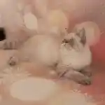 Bella belina Exotic-Shorthait colourpoint seal tabby point femelle aux yeux bleus L.O.O.F