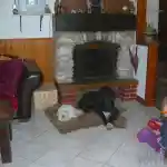 Comment tous à commencer | Près de notre cheminée en pierre, ma femelle Persane, Enora, est allongée côte à côte avec ma Dogue Allemand noire, qui était encore un chiot à l’époque, sur son tapis. Elle regarde comme pour dire que, comme d’habitude, Enora, ce minuscule chat par rapport à elle, occupe la moitié de son tapis à elle toute seule… Des objets décoratifs sont disposés sur le manteau de la cheminée, et sur la gauche de l’image, le canapé en cuir brun ajoute une touche d’élégance à l’espace. Le sol carrelé blanc offre un contraste net avec les tons plus sombres des meubles.