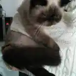 Oui mais voilà | Voici un de nos beaux loulous, un Exotic Shorthair seal point, confortablement installé dans nos bras.
