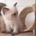 Notre étalon présenté quand il était encore un chaton, assis à moitié dans un panier tressé sur sa gauche tandis que de l’autre côté se trouve une pelote de corde de type sisal. Sa tête est tournée vers la droite et il se présente les yeux exorbités, regardant avec attention et curiosité.