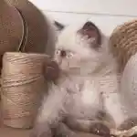 Notre étalon présenté quand il était un chaton, assis à côté d’un panier tressé sur sa gauche tandis que de l’autre côté se trouve une pelote de corde de type sisal sur laquelle il s’est accoudé. Sa tête est tournée vers la droite et il se présente avec de grands yeux, regardant avec curiosité et amusement.