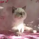 chaton exotic shorthair seal point à reserver