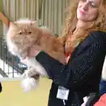 Oui mais voilà | J’attends mon tour pour le jugement de mon chat Persan lors de l’exposition féline du Salon International du Chat au Pavillon BALTARD à Nogent-sur-Marne. Mon enfant est sur le côté gauche, à peine visible dans le cadre de la photographie. Le centre d’intérêt de l’image est le chat qui se présente avec de grands yeux bien ouverts et ronds et son pelage soyeux crème, posé sur mes mains.