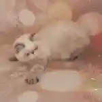 Mâle exotic-shorthair colourpoint seal tabby point yeux bleus