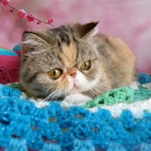 Présente notre femelle Exotic Shorthair aux yeux oranges ayant un pelage multicolore. Elle est allongée confortablement sur une couverture multicolore de carrés bleus, blancs et verts. L’arrière-plan est orné de fleurs sur un fond rose. À côté d’elle, on peut voir une pelote de laine rose avec une aiguille à tricoter insérée. L’ambiance générale de l’image est douce et paisible, évoquant une sensation de confort et de détente.
