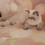 Bella belina femelle exotic-shorthair colourpoint seal tabby point aux yeux bleus