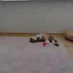 La vision de notre élevage, l'espace de mes chats | Notre femelle, surnommée Manon, est allongée sur le flanc, les pattes avant posées sur le ventre, sur le tapis rose posé au sol de la chatterie. Une balle rouge est à proximité. Elle est détendue et confortable dans un environnement propre et bien éclairé.