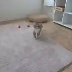 La vision de notre élevage, l'espace de mes chats | Impressionnante, Magnolia Bolshoycat Of Des Jardins Persans, notre femelle Exotic Shorthair, me regarde avec intention. Elle est dans la chatterie, sur le tapis rose posé sur le sol.