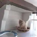 La vision de notre élevage, l'espace de mes chats | Dans cet espace, mon chat Persan cpc de couleur créme, Dandy Aya Sofia Of Des Jardins Persans, se présente fièrement sur l’un des plateaux transparents de la chatterie, assis dans un panier sous une poutre en bois. Le mur blanc et la fenêtre offrent une luminosité naturelle, créant un environnement serein.