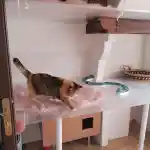 La vision de notre élevage, l'espace de mes chats | Notre femelle Exotic Shorthair brown tortie spotted tabby & blanc qui se deplace dans une pièce de la chatterie, équipée de divers jouets et accessoires.