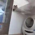 La vision de notre élevage, l'espace de mes chats | La pièce de la chatterie est lumineuse et spacieuse. Notre étalon, Octaloze Des Jardins Persans, est confortablement allongé sur le plateau du milieu de la chatterie. La litière Litter-Robot 3 est placée en dessous et est visible. Le mur blanc et la fenêtre offrent une luminosité naturelle, créant un environnement serein pour l’animal.