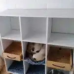 La vision de notre élevage, l'espace de mes chats | Dans la pièce de la chatterie, mes deux femelles Exotic Shorthair Colourpoint reposent confortablement dans un compartiment de l’étagère blanche, qui est placée contre le mur de droite si on regarde la photographie. Deux des compartiments sont également équipés de boîtes de vin vides en bois et d’un bol d’eau métallique.