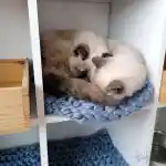 La vision de notre élevage, l'espace de mes chats | Mes deux femelles Exotic Shorthair, de couleur seal tortie point et bleu point, qui dorment ensemble. Elles reposent paisiblement l’une sur l’autre sur un tricot bleu à grosse maille dans un compartiment de l’étagère à 6 cases, ajoutant une touche de confort.