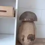 La vision de notre élevage, l'espace de mes chats | La pièce maîtresse de cette image est une sculpture en bois, ressemblant à un champignon, placée à côté d’une étagère à 6 cases en bois de couleur blanche sur roulettes. Le bois brut de cette sculpture est vieilli et présente des marques d’usure, ce qui donne à la sculpture un aspect rustique. Elle sert d’excellent griffoir pour tous mes chats.